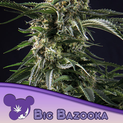 Anesia Seeds - Big Bazooka